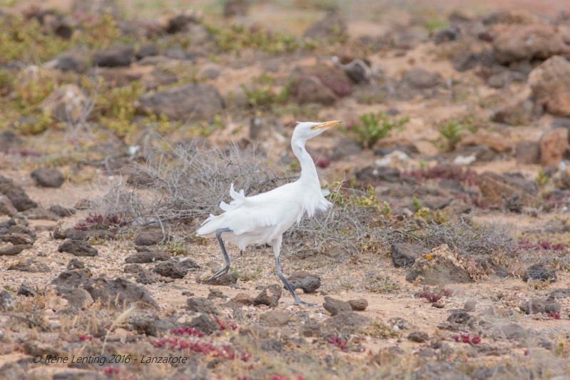Koereiger